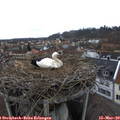 14_35-nest.jpg