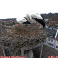 14_55-nest.jpg