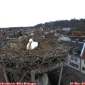 15_10-nest.jpg