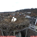15_15-nest.jpg