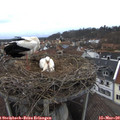 16_00-nest.jpg