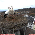 16_05-nest.jpg