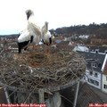 07_25-nest.jpg