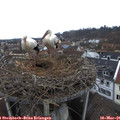 07_55-nest.jpg
