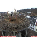 08_00-nest.jpg