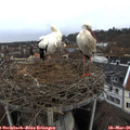 08_55-nest.jpg