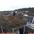 09_05-nest.jpg