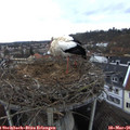09_20-nest.jpg