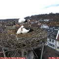 10_05-nest.jpg