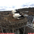 11_05-nest.jpg