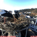 17_00-nest.jpg