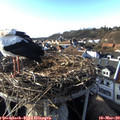 17_05-nest.jpg
