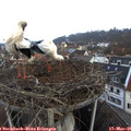 07_15-nest.jpg