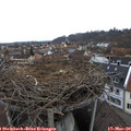 11_20-nest.jpg