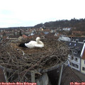 11_40-nest.jpg