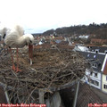13_00-nest.jpg