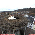 13_05-nest.jpg
