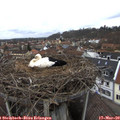 13_10-nest.jpg