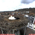 14_00-nest.jpg