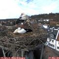 15_00-nest.jpg