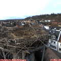 16_25-nest.jpg