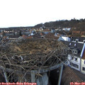 17_30-nest.jpg