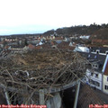 18_00-nest.jpg