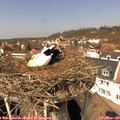 12_55-nest.jpg