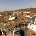 13_00-nest.jpg
