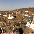 13_05-nest.jpg
