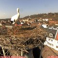 14_00-nest.jpg