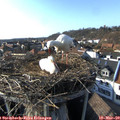16_10-nest.jpg