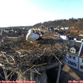 16_55-nest.jpg