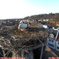 17_00-nest.jpg