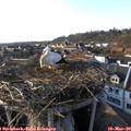 17_05-nest.jpg