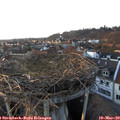 17_55-nest.jpg