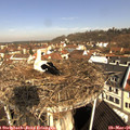 09_45-nest.jpg