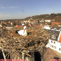 12_55-nest.jpg