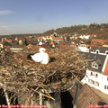 13_00-nest.jpg