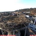 17_05-nest.jpg