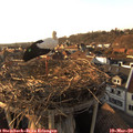 17_20-nest.jpg