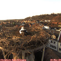 17_30-nest.jpg