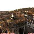 17_35-nest.jpg