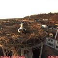 17_40-nest.jpg