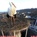 07_00-nest.jpg