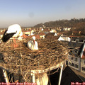 08_45-nest.jpg