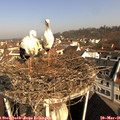 08_55-nest.jpg