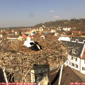11_05-nest.jpg