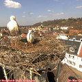 12_45-nest.jpg
