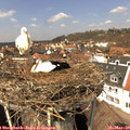 12_55-nest.jpg